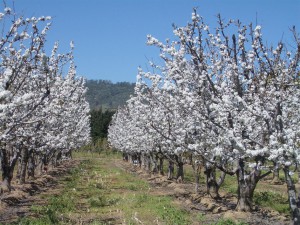 Cheese Orchard Orchard of ricotta trees
